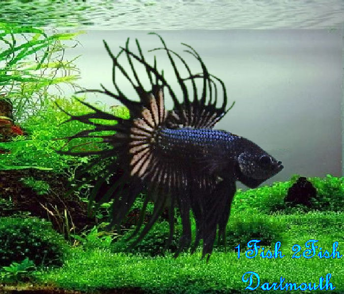 Bettas "Betta splendens"