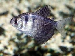 Black Skirt Tetra "Gymnocorymbus ternetzi"