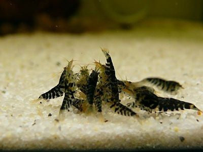 Black Shushi Shrimp "Neocaridina sp"