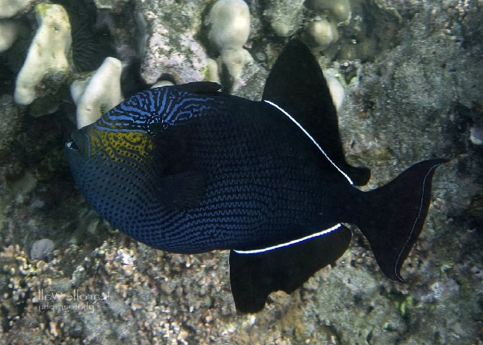 Black Triggerfish "Melichthys niger"