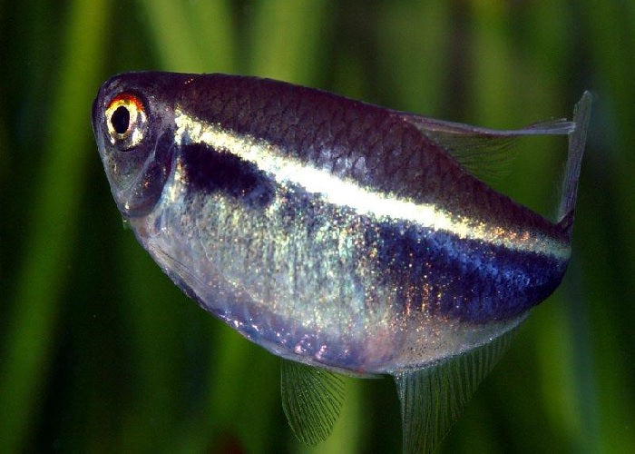 Black Neon Tetra "Hyphessobrycon herbertaxelrodi"