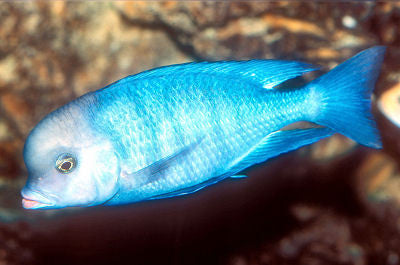 Blue Moori Dolphin "Cyrtocara moorii"- Malawi