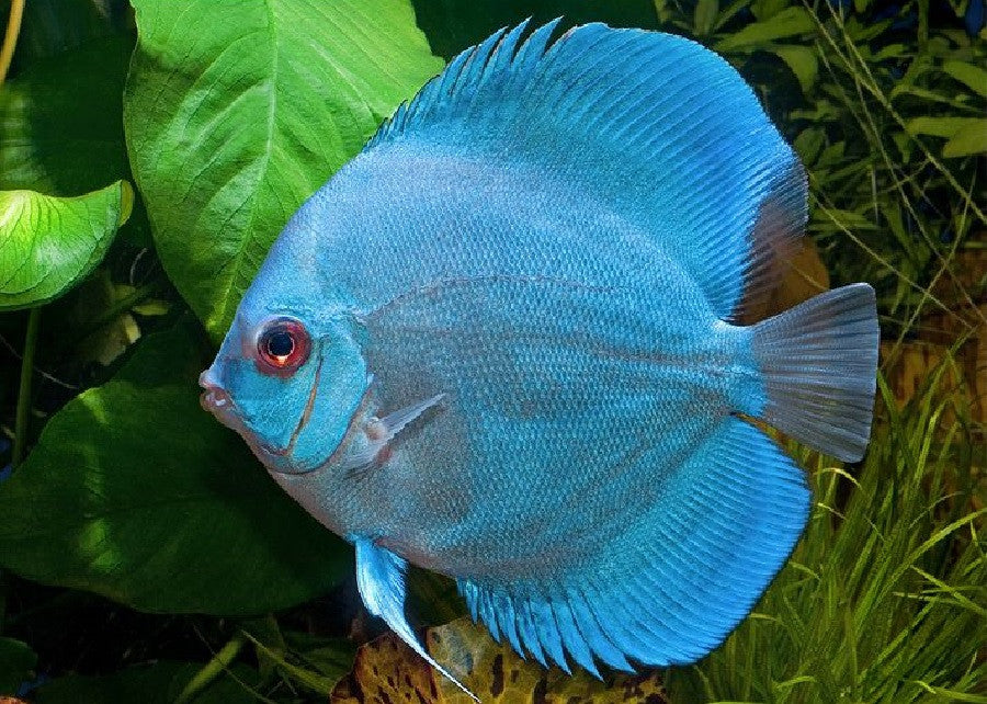 Discus "Symphysodon discus"