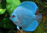 Discus "Symphysodon discus"