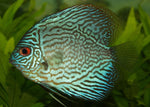 Discus "Symphysodon discus"