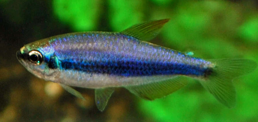 Blue Emperor Tetra "Inpaichthys Kerri"