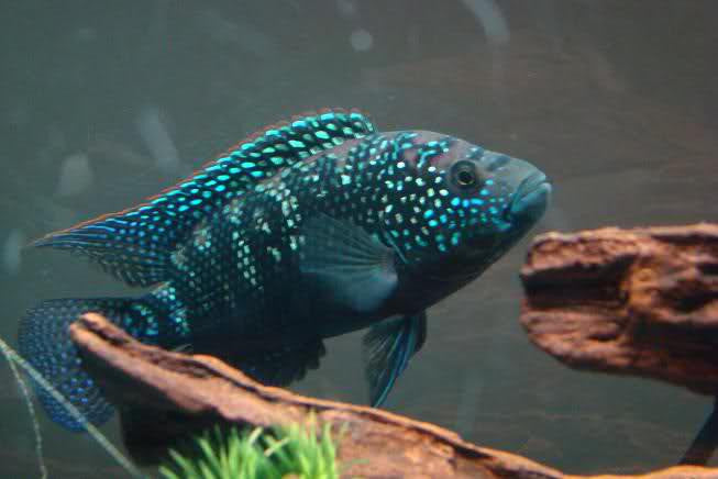 Jack Dempsey Cichlid "Rocio octofasciata"