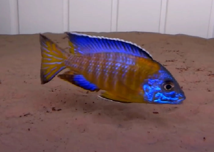 Peacock Cichlids "Aulonocara"