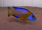 Peacock Cichlids "Aulonocara"