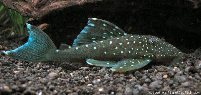 L128 - Blue Phantom Pleco "Hemiancistrus sp."