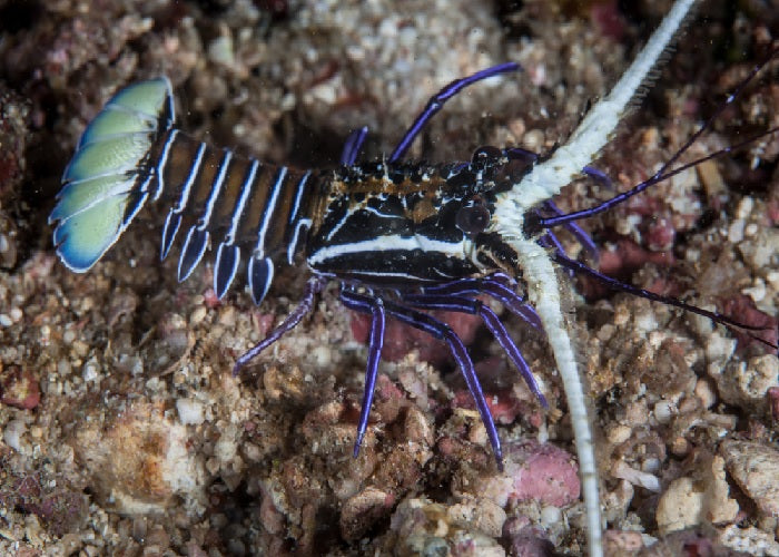 Blue Spriny Lobster "Panulirus versicolor"