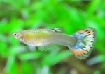 Guppy Fish "Poecilia reticulata"