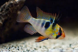 German Blue Ram "Mikrogeophagus ramirezi"