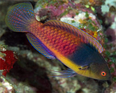 Blue Sided Fairy Wrasse "Cirrhilabrus cyanopleura"