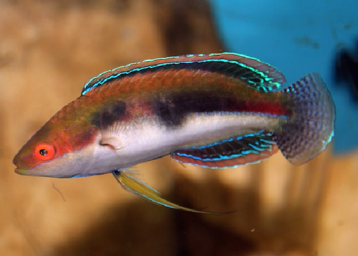 Bluestripe Fairy Wrasse  "Cirrhilabrus temmincki"
