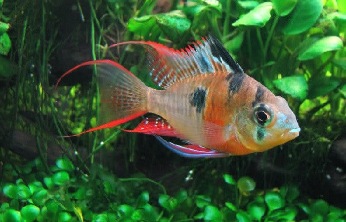Bolivian Ram "Mikrogeophagus altispinosus"- Med