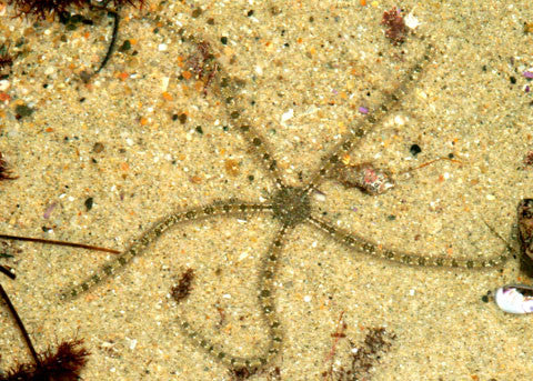 Banded Brittle Sea Star "Ophionereis annulata"