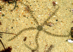 Banded Brittle Sea Star "Ophionereis annulata"