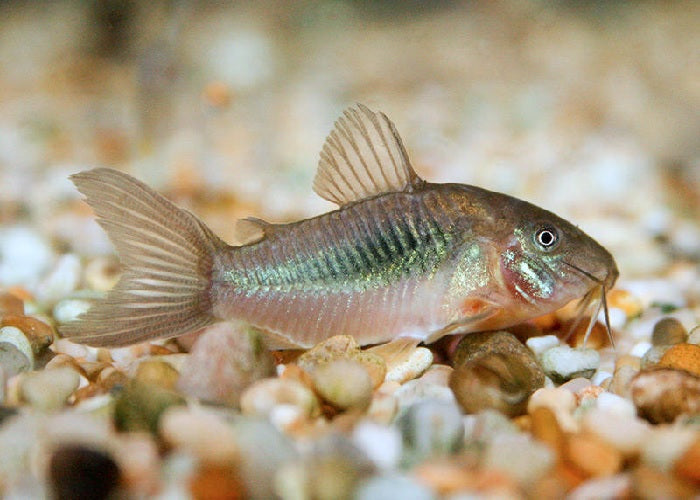 Bronze Corydora "Corydoras aeneus"