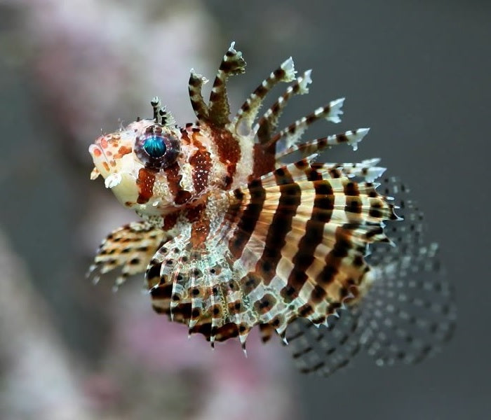 Fuzzy Dwarf Lionfish "Dendrochirus brachypterus"