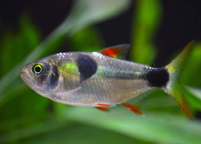 Bucktooth Tetra "Exodon paradoxus"