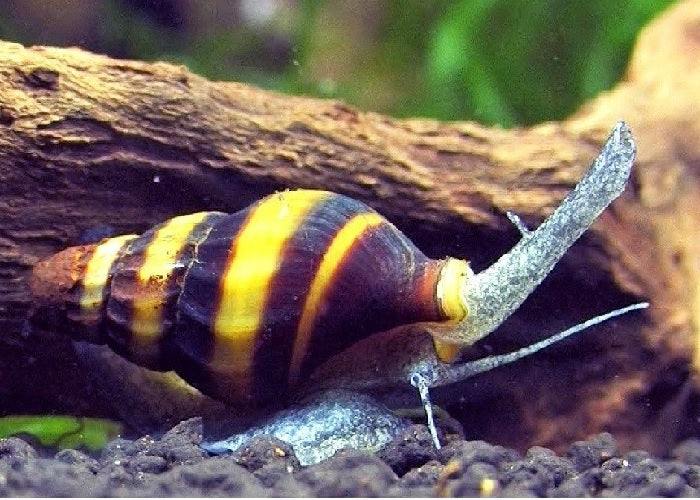 Bumble Bee Snail "Engina sp."