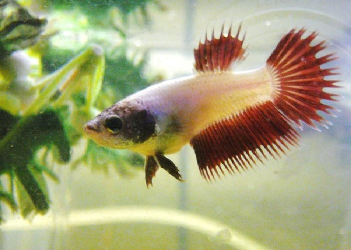 Bettas "Betta splendens"