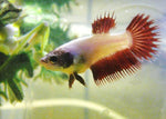 Bettas "Betta splendens"