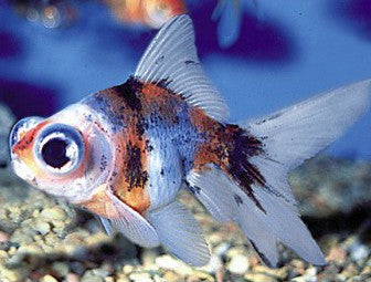 Calico Telescope-Eye Goldfish