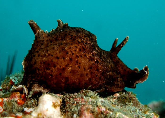 California Sea Hare "Aplysia californica"