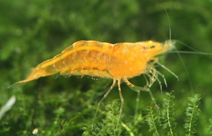Golden Sunset Shrimp "Caridina cf Propinqua"