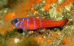 Goby Fish "Gobiodon histrio"
