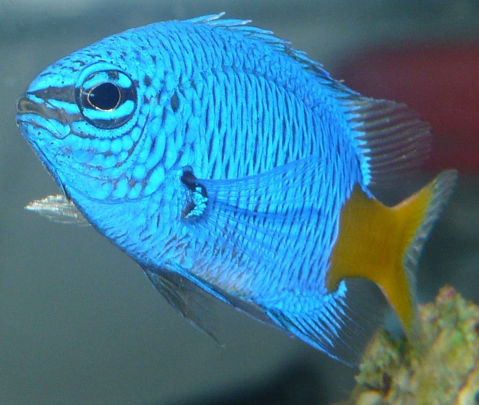 Yellowtail Damselfish "Chrysiptera parasema"