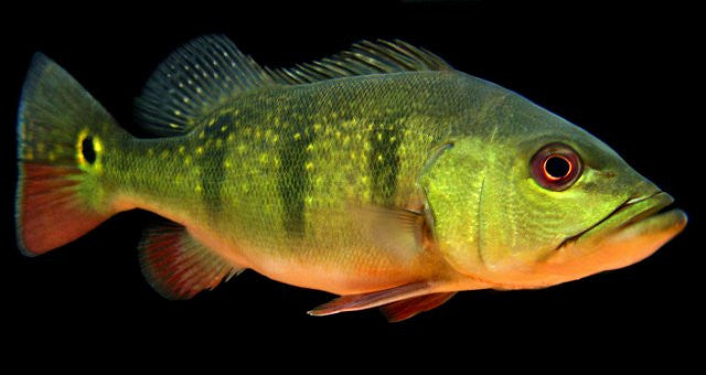 Peacock Bass Ocellaris "Cichla ocellaris"