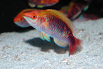 Lubbock's Fairy Wrasse "Cirrhilabrus lubbocki" (Purple)