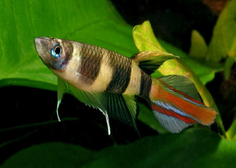 Clown Killifish "Aplocheilus annulatus"