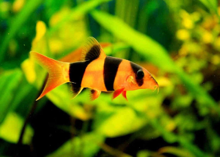 Clown Loach "Botia macrancantha"