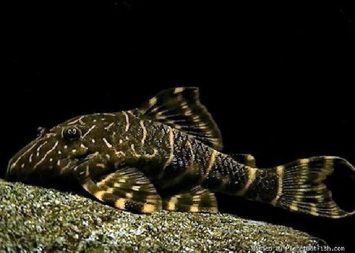 L103 - Clown Pleco "Panaqolus maccus "
