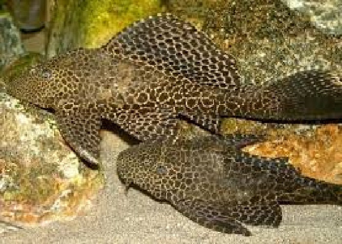 Common Pleco "Hypostomus plecostomus"