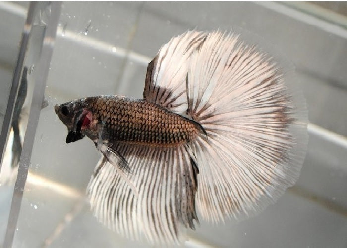 Bettas "Betta splendens"