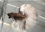 Bettas "Betta splendens"