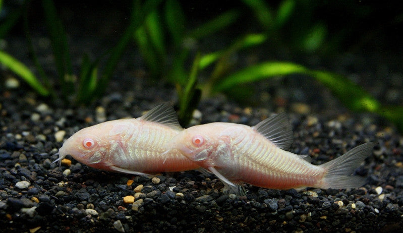 Albino Cory Catfish "Corydoras aeneus"