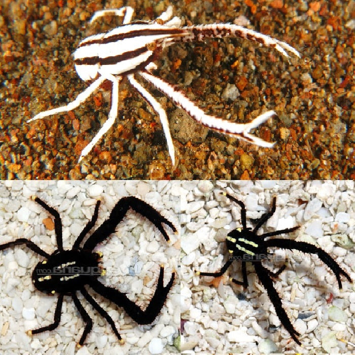 Crinoid Squat Lobster "Allogalathea elegans"