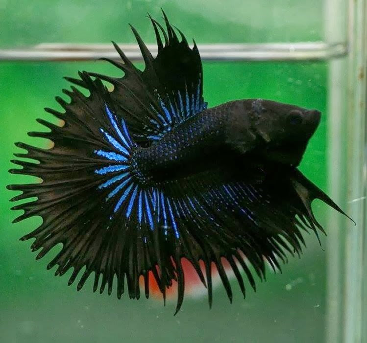 Bettas "Betta splendens"