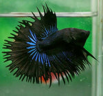 Bettas "Betta splendens"