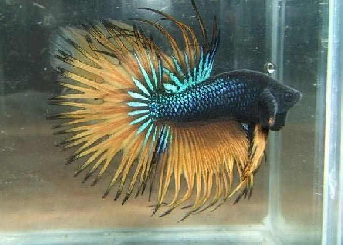 Bettas "Betta splendens"