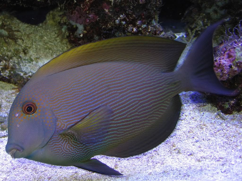 Orange Stripe Bristletooth Tang "Ctenochaetus striatus"