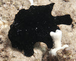 Frogfishes "Antennariidae family"