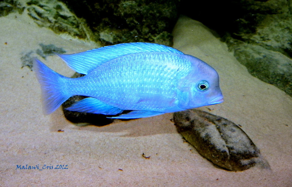 Blue Moori Dolphin "Cyrtocara moorii"- Malawi