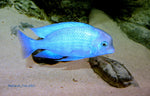 Blue Moori Dolphin "Cyrtocara moorii"- Malawi